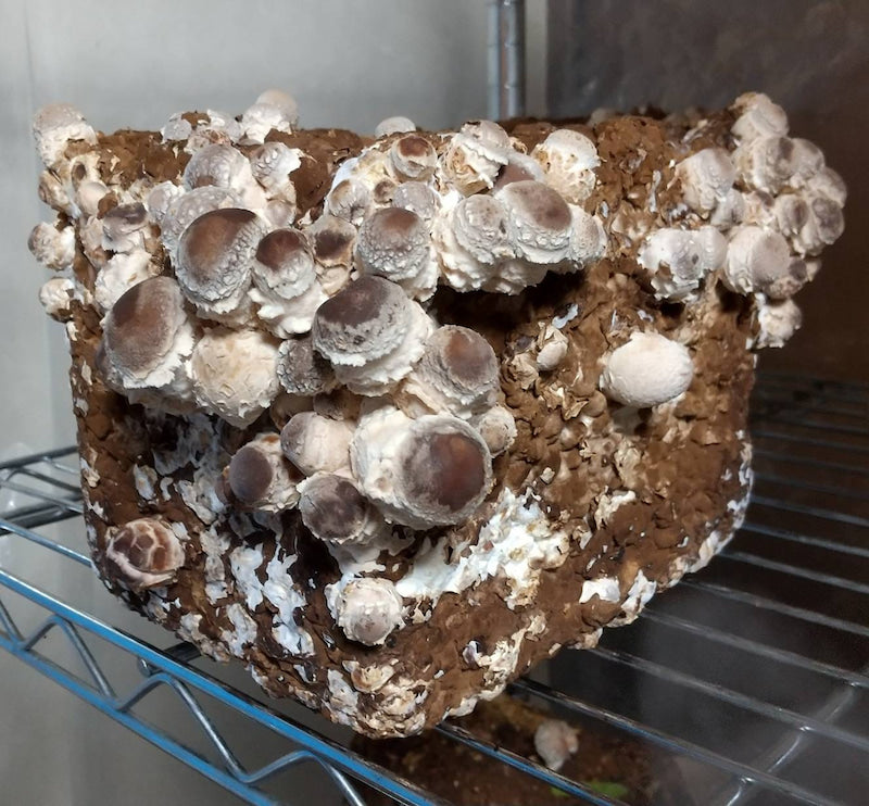 菌床付き「たのしいたけ」_生産者:植竹 海晴さん(栃木県)