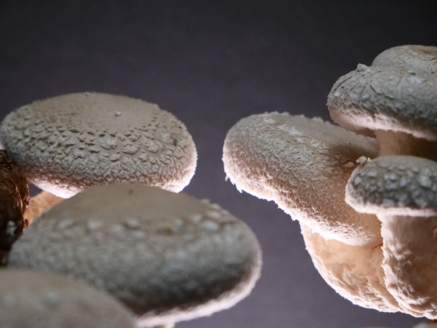 菌床付き「たのしいたけ」_生産者:小野達也さん(東京都) - たのしいたけ園