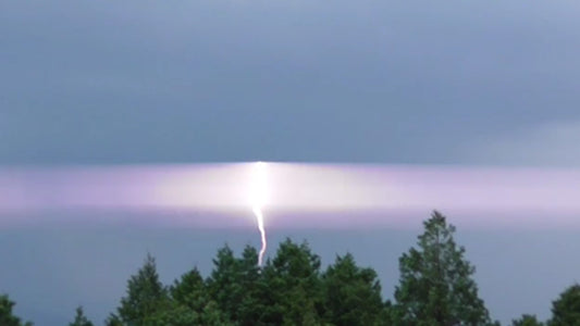 菌床しいたけの発芽の仕組み - たのしいたけ園