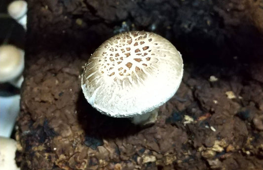 しいたけ栽培 688日目