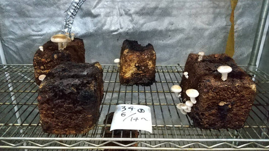 しいたけ栽培 689日目