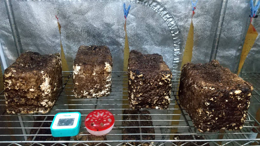 しいたけ栽培 690日目