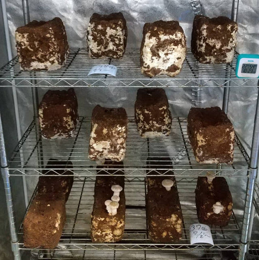 しいたけ栽培 707日目