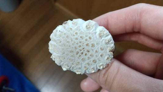 しいたけ栽培 711日目