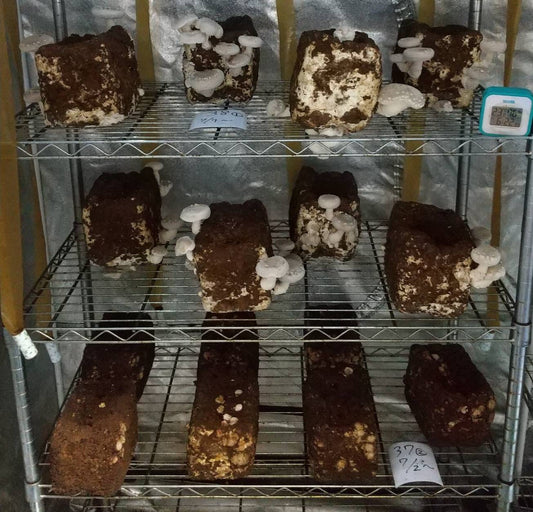 しいたけ栽培 712日目