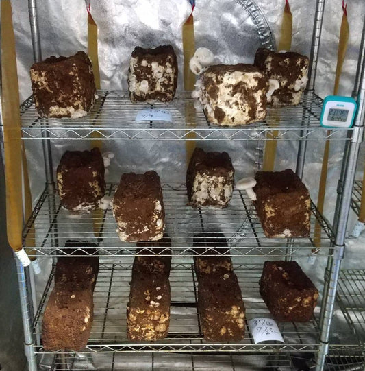 しいたけ栽培 713日目