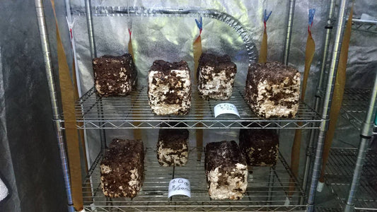 しいたけ栽培 755日目