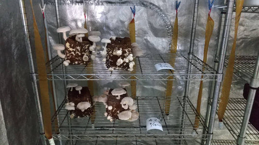 しいたけ栽培 779日目･780日目