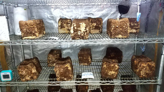 しいたけ栽培 781日目