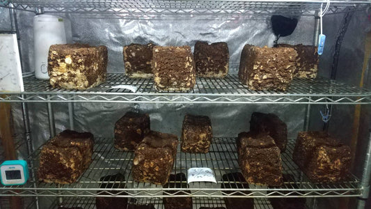 しいたけ栽培 782日目