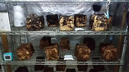 しいたけ栽培 783日目