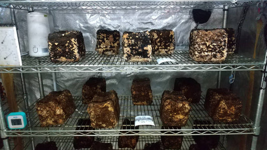 しいたけ栽培 784日目