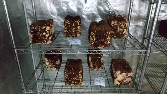 しいたけ栽培 789日目