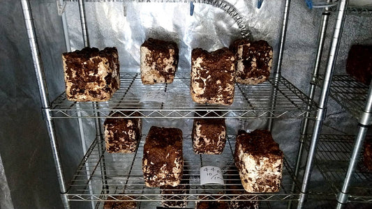 しいたけ栽培 790日目