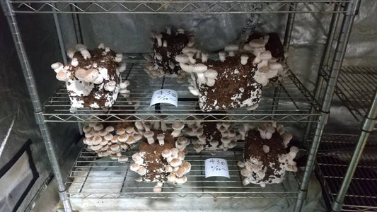 しいたけ栽培 793日目