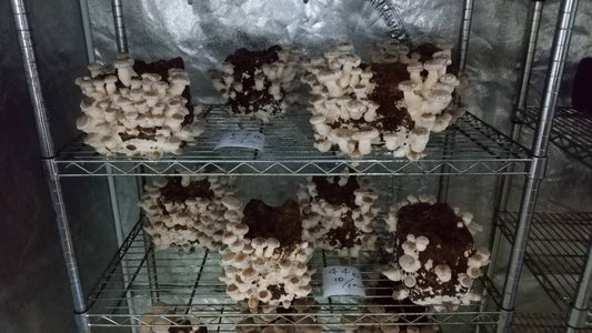 しいたけ栽培 794日目