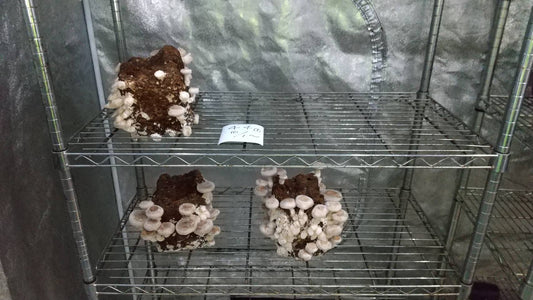 しいたけ栽培 796日目