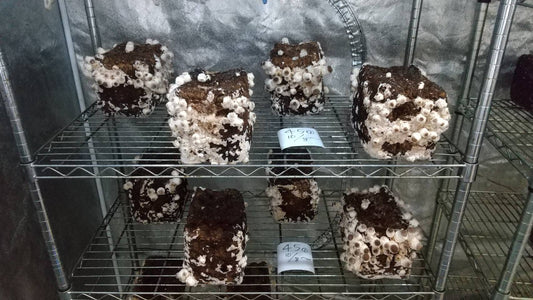 しいたけ栽培 799日目