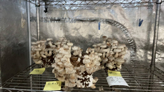 しいたけ栽培 801日目