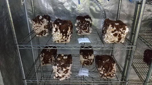 しいたけ栽培 806日目