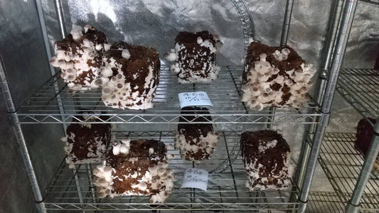 しいたけ栽培 807日目