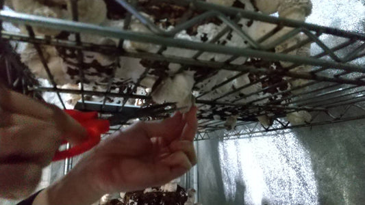 しいたけ栽培 808日目