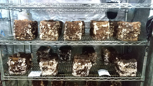 しいたけ栽培 833日目