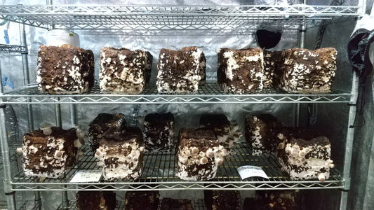 しいたけ栽培 834日目