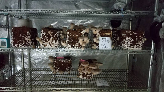 しいたけ栽培 837日目