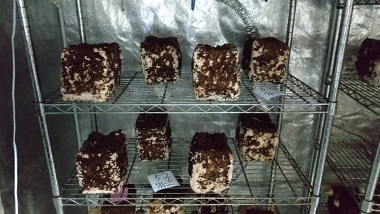 しいたけ栽培 838日目