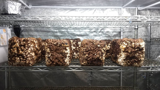 しいたけ栽培 842日目