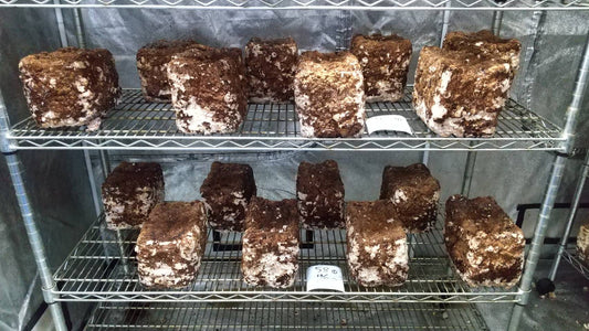 しいたけ栽培 860･861日目