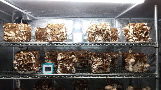 しいたけ栽培 863日目