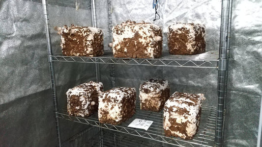 しいたけ栽培 893日目