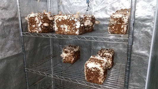 しいたけ栽培 894日目