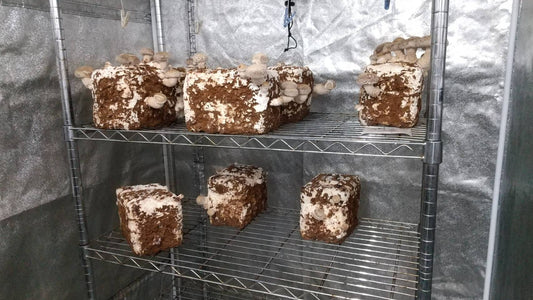 しいたけ栽培 895日目