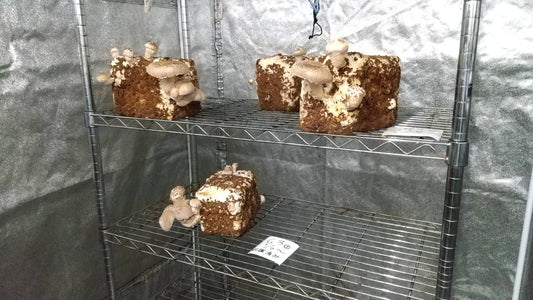 しいたけ栽培 896日目～898日目