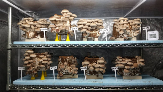 しいたけ栽培 918日目