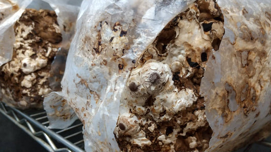 しいたけ栽培 945日目