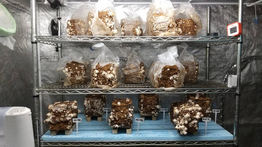 しいたけ栽培 946日目