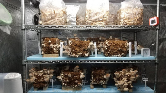 しいたけ栽培 948日目