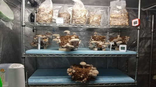 しいたけ栽培 950日目