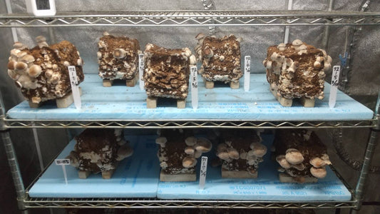 しいたけ栽培 951日目