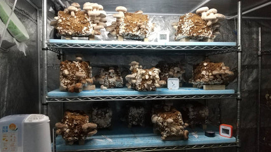 しいたけ栽培 954日目