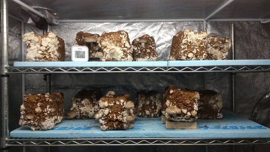 しいたけ栽培 955日目･956日目