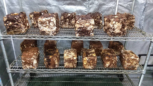 しいたけ栽培 957日目