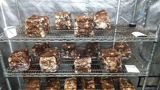 しいたけ栽培 958日目