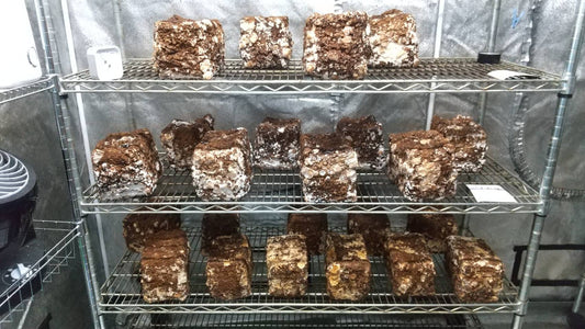 しいたけ栽培 960日目