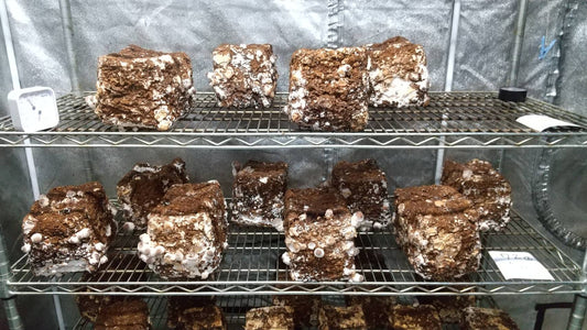 しいたけ栽培 961日目