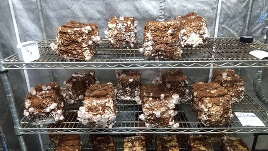 しいたけ栽培 962日目